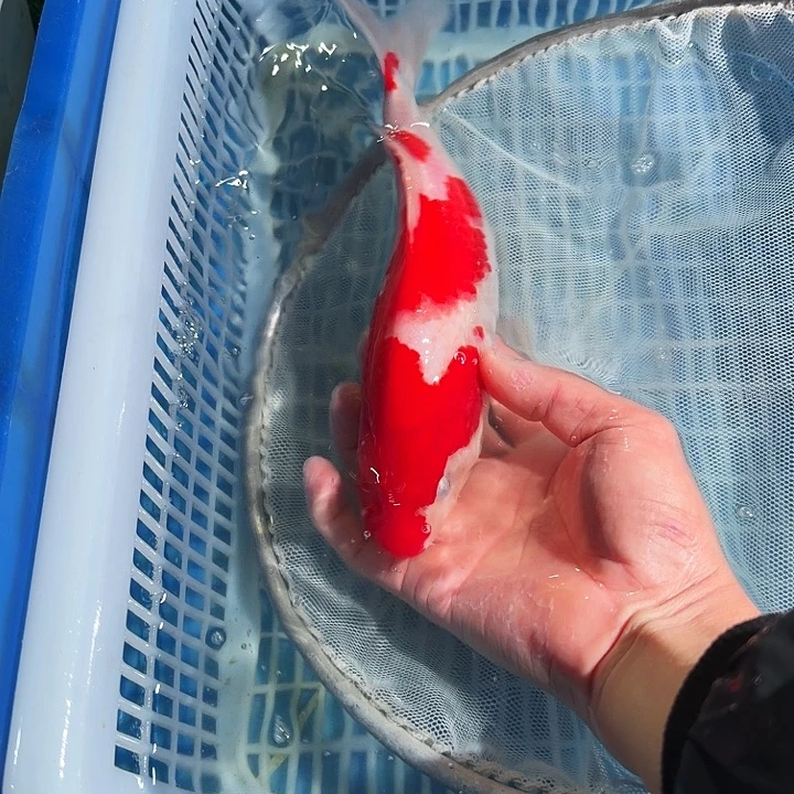 海水鱼锦鲤锦鲤锦鲤锦鲤