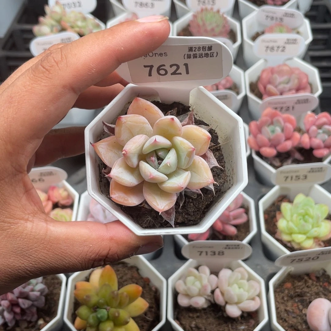 7621嫦娥5.0厘米