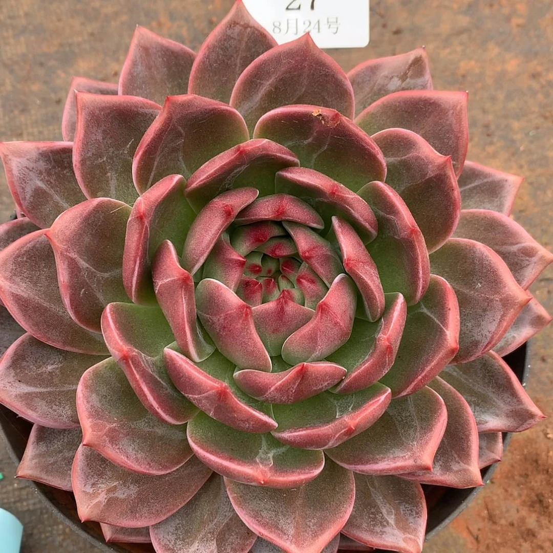 【闪购商品】云27号山茶花18厘米