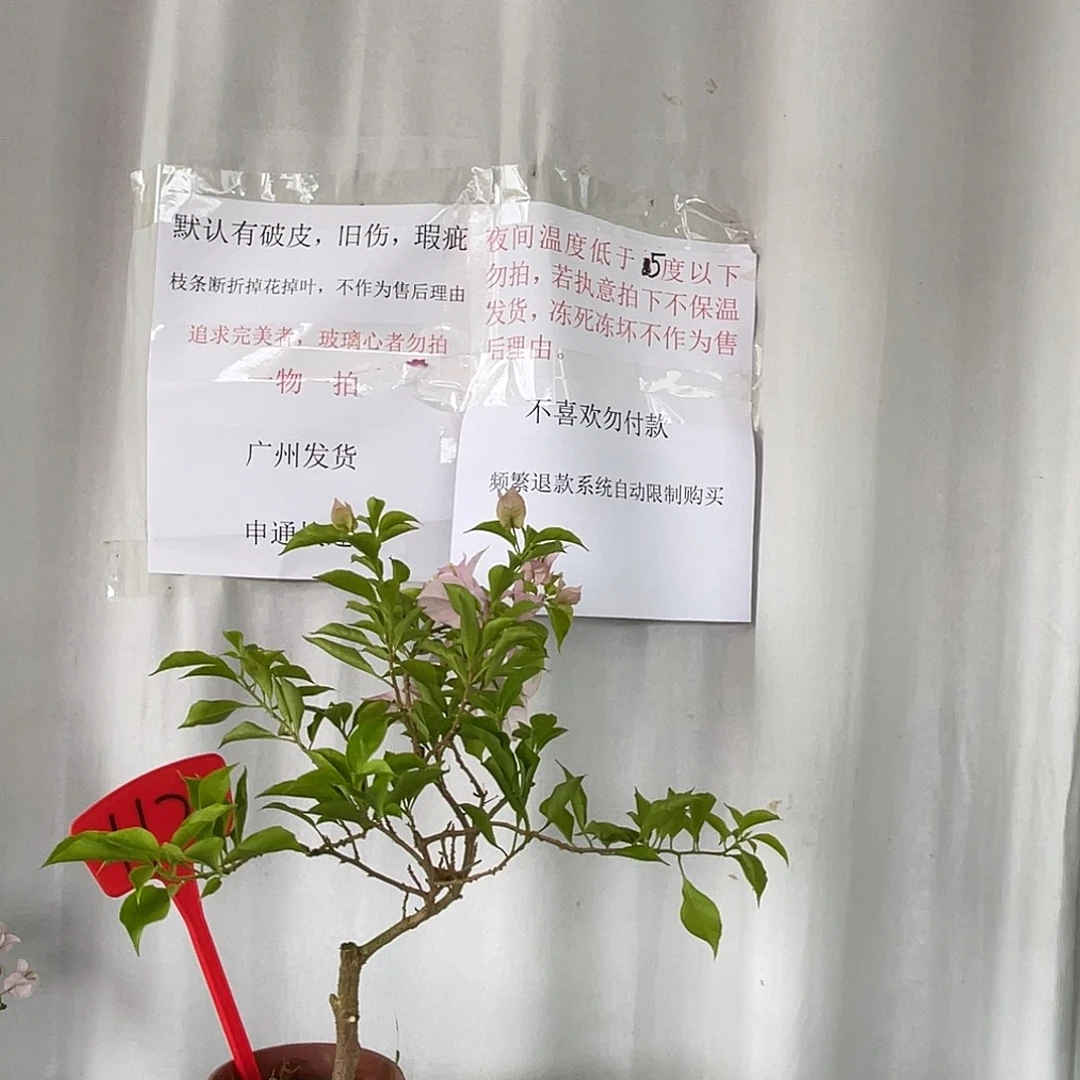 当前无花栽培后可以开花112粉天使