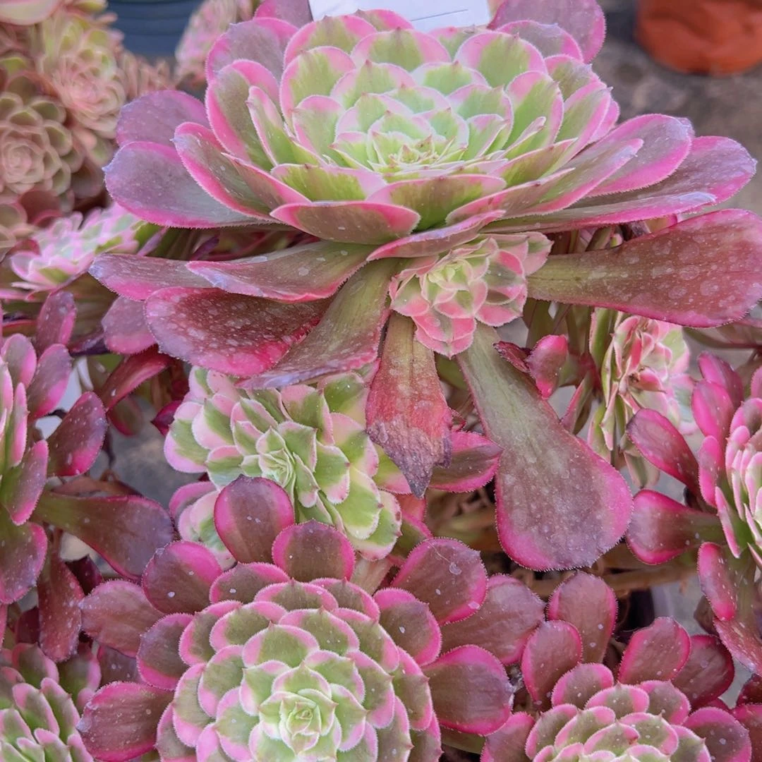 374，姬月多肉植物法师