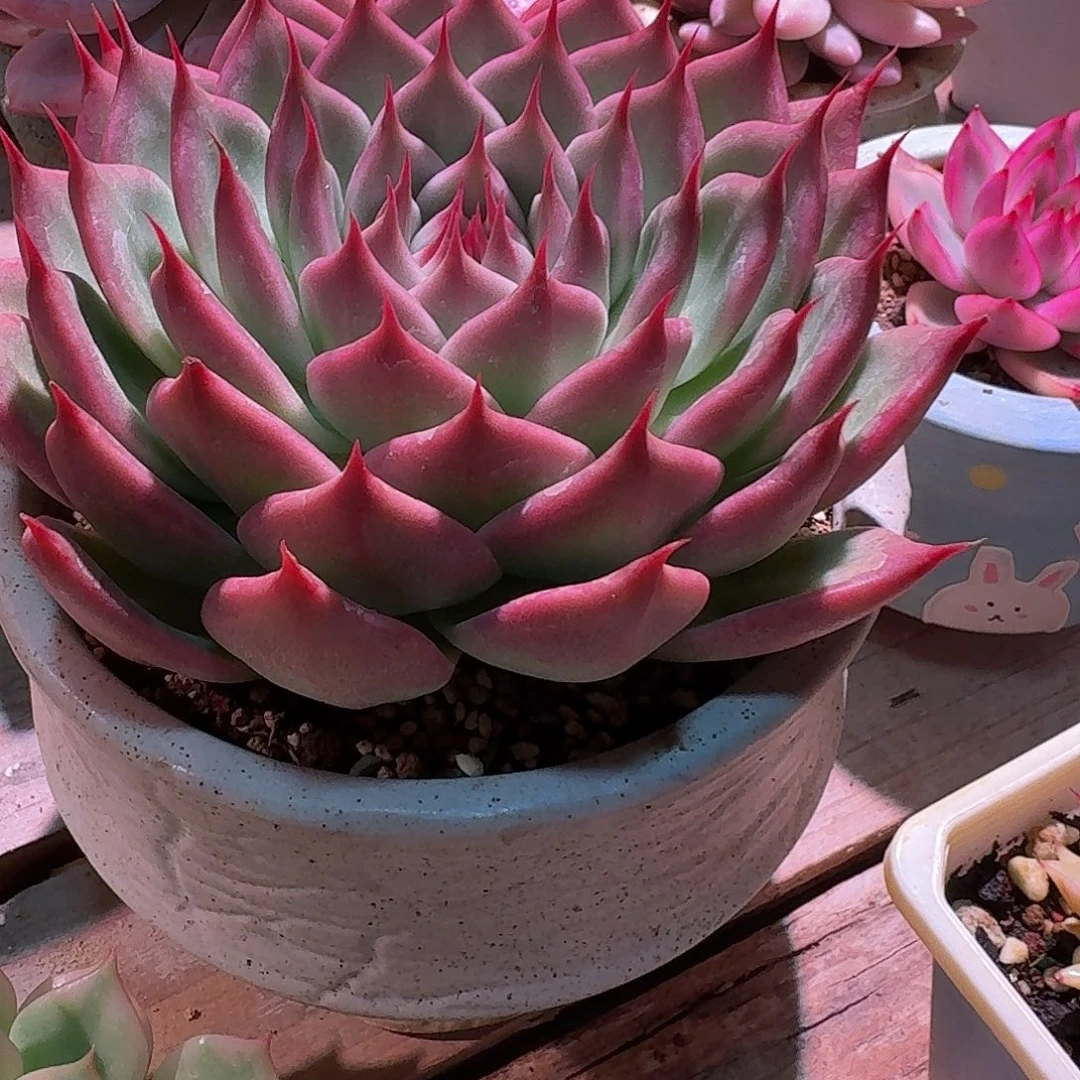 托斯卡内利多肉多肉多肉