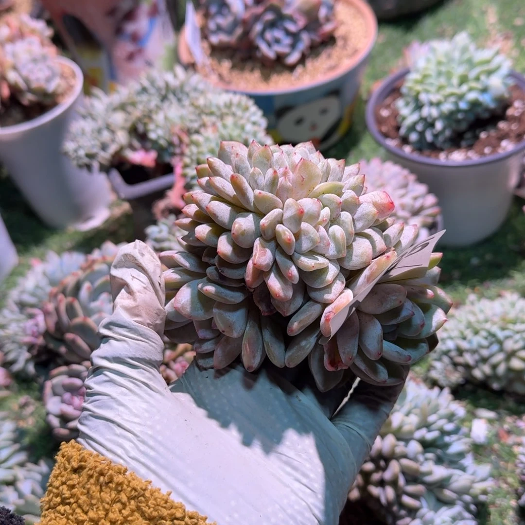 橘****6福利福利福利福利