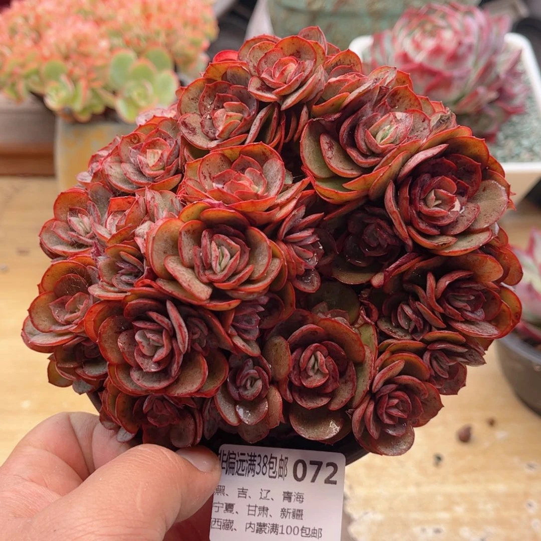 072秀妍德华多肉