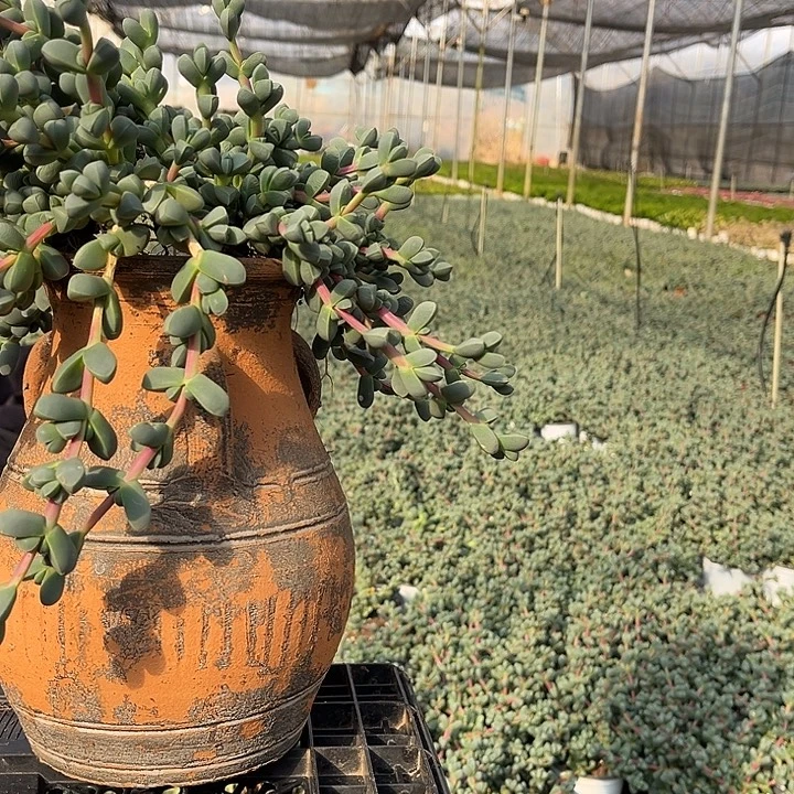 鹿角海堂2颗9.99多肉植物