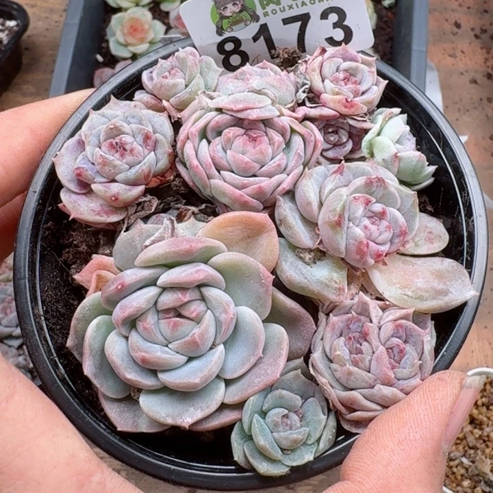 多肉植物多肉植物