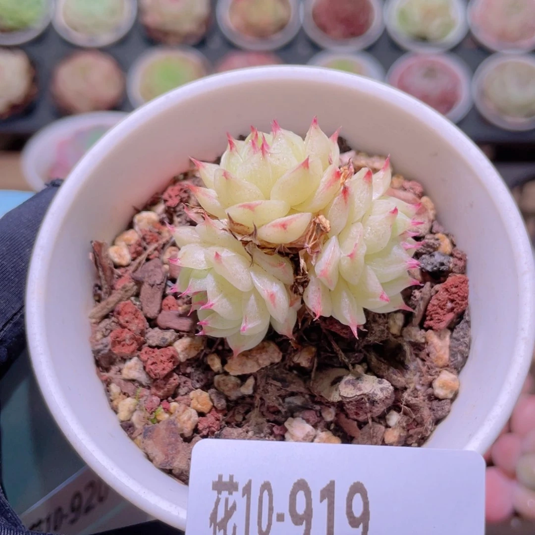 花利美10-919海王