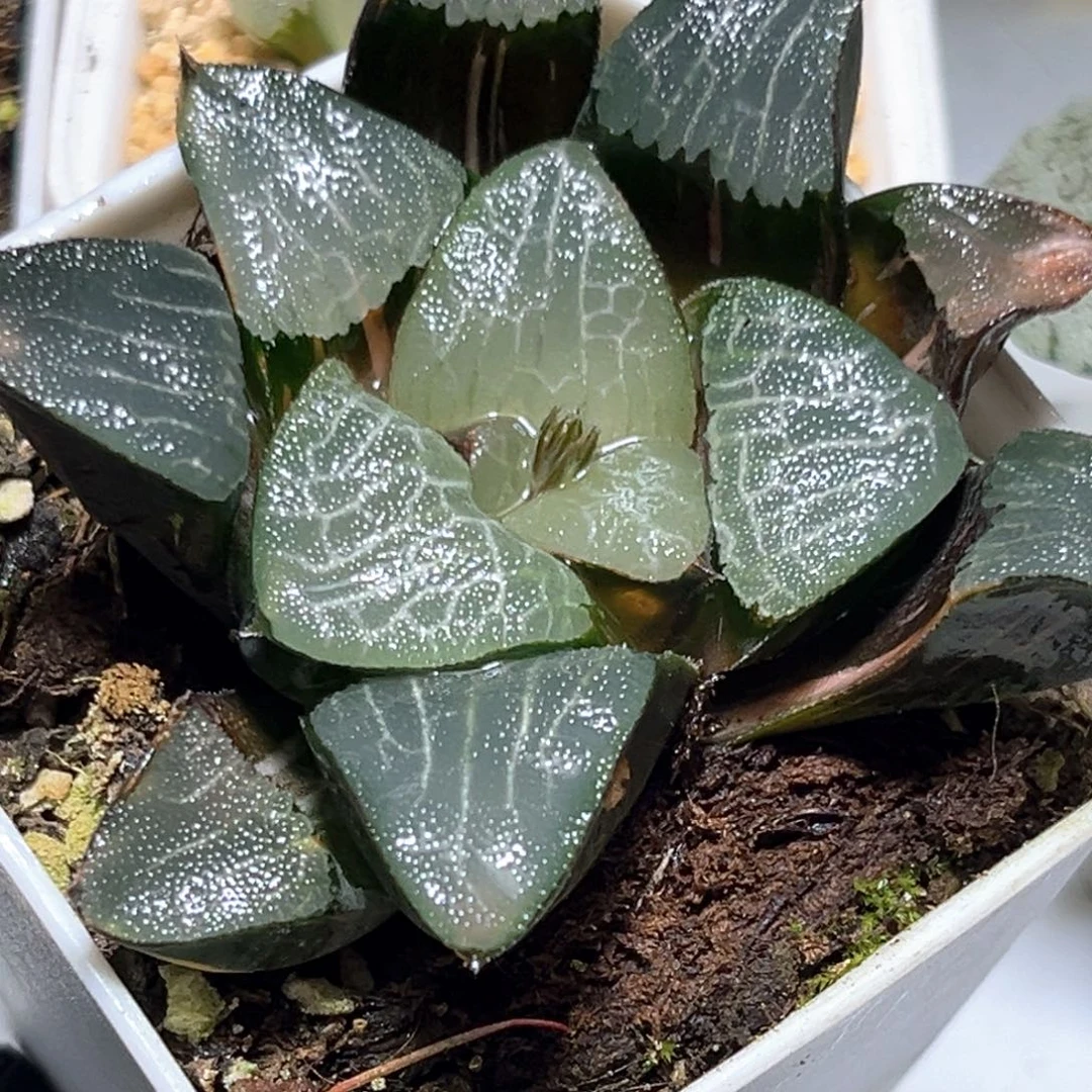 恭喜发财大吉大利0768