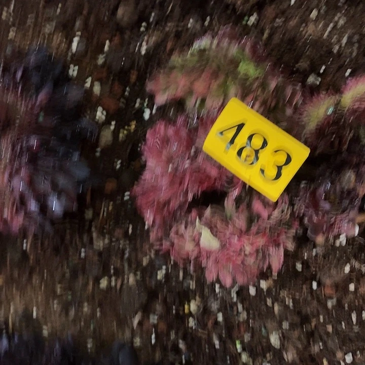 多肉植物福利483