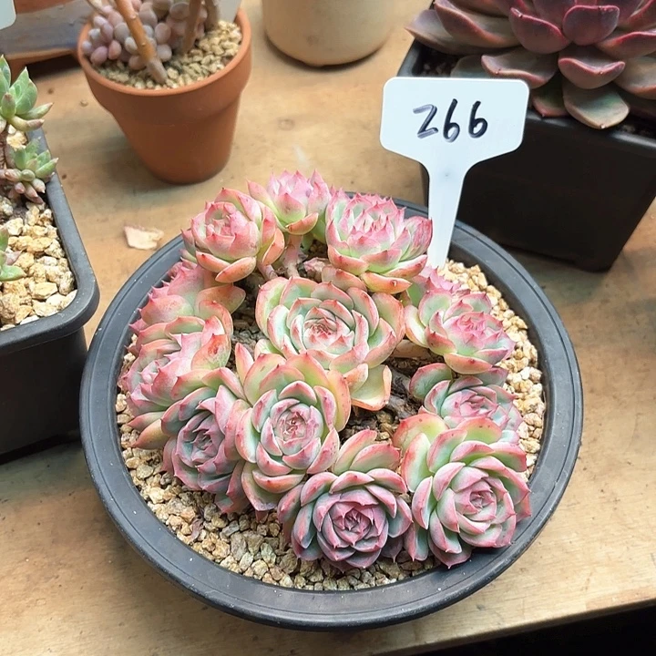 多肉植物，侧影266号