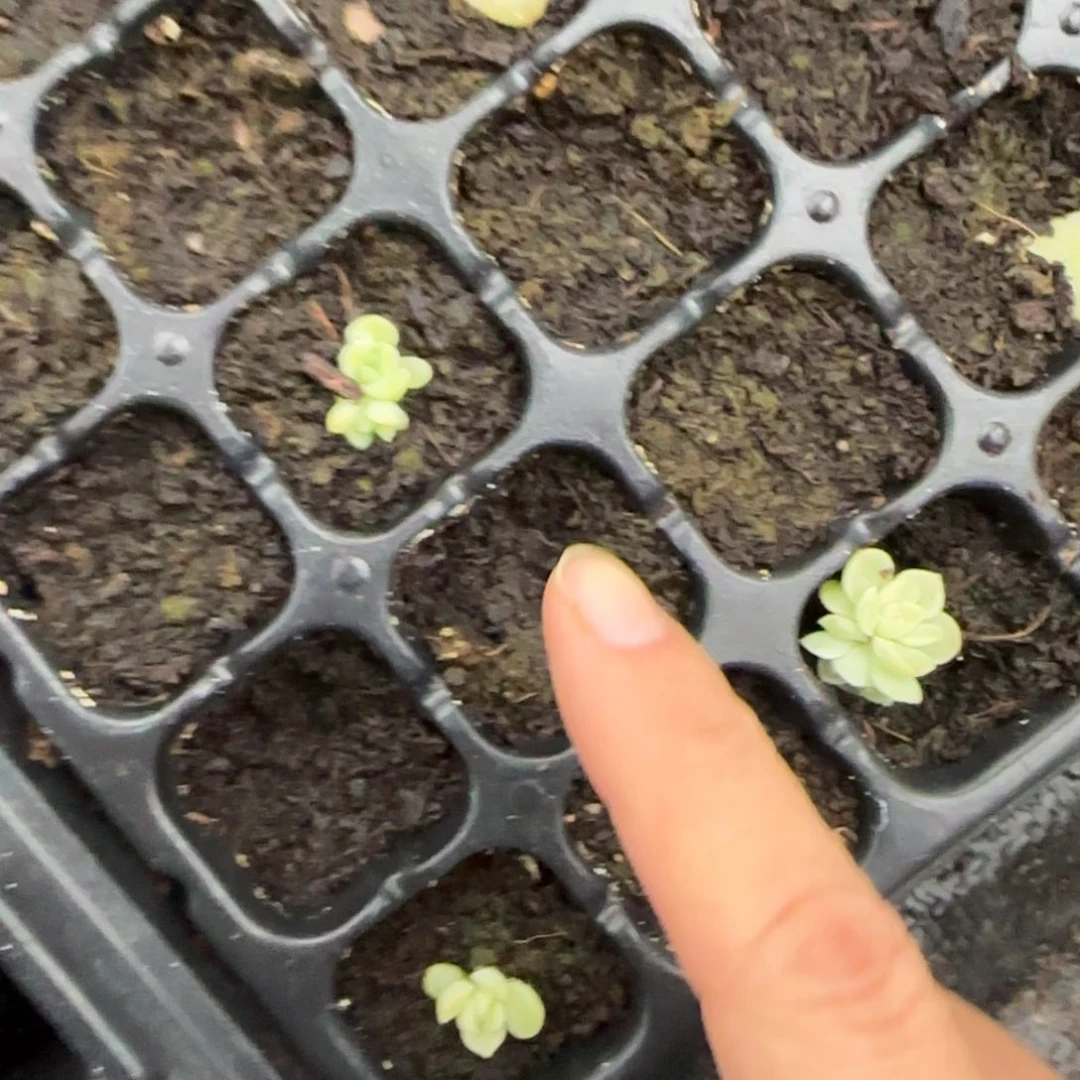 闪灵芝麻穴一个满25包邮