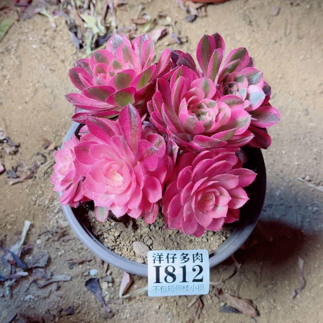 812倾城 冠幅10左右