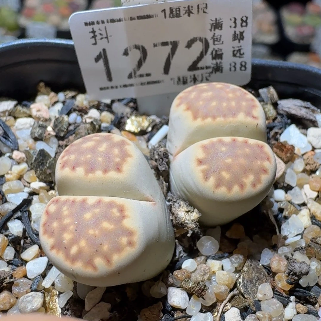 Sss精品花清货了1272