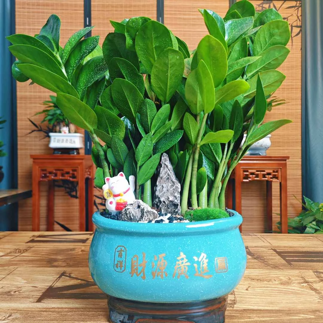 金钱树艺术造景组合盆栽吸附甲醛居家办公盆栽可DIY精美陶瓷盆