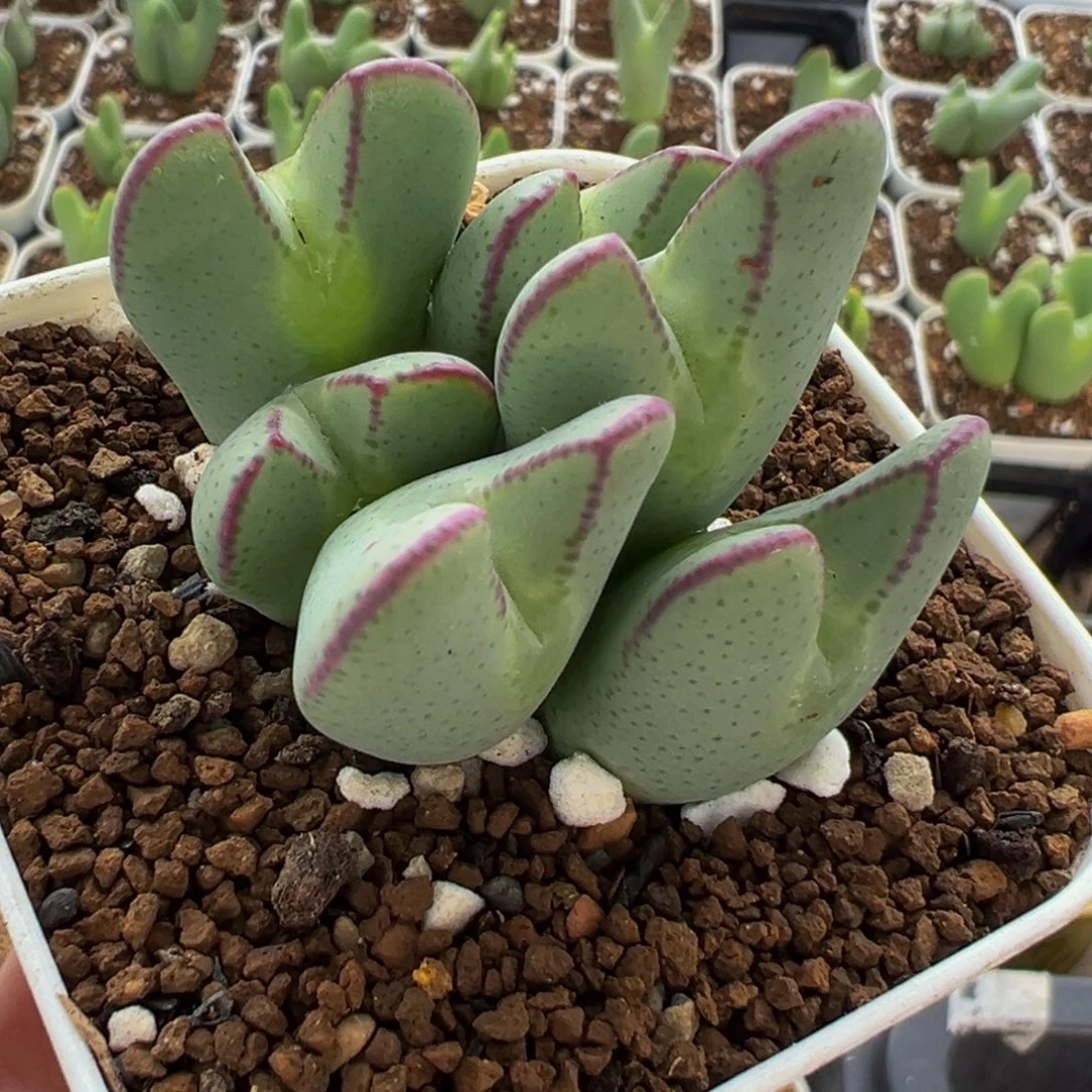 852多肉植物种类和