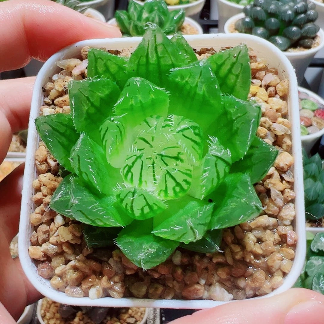 中秋节福利，9.9，白莲花2颗