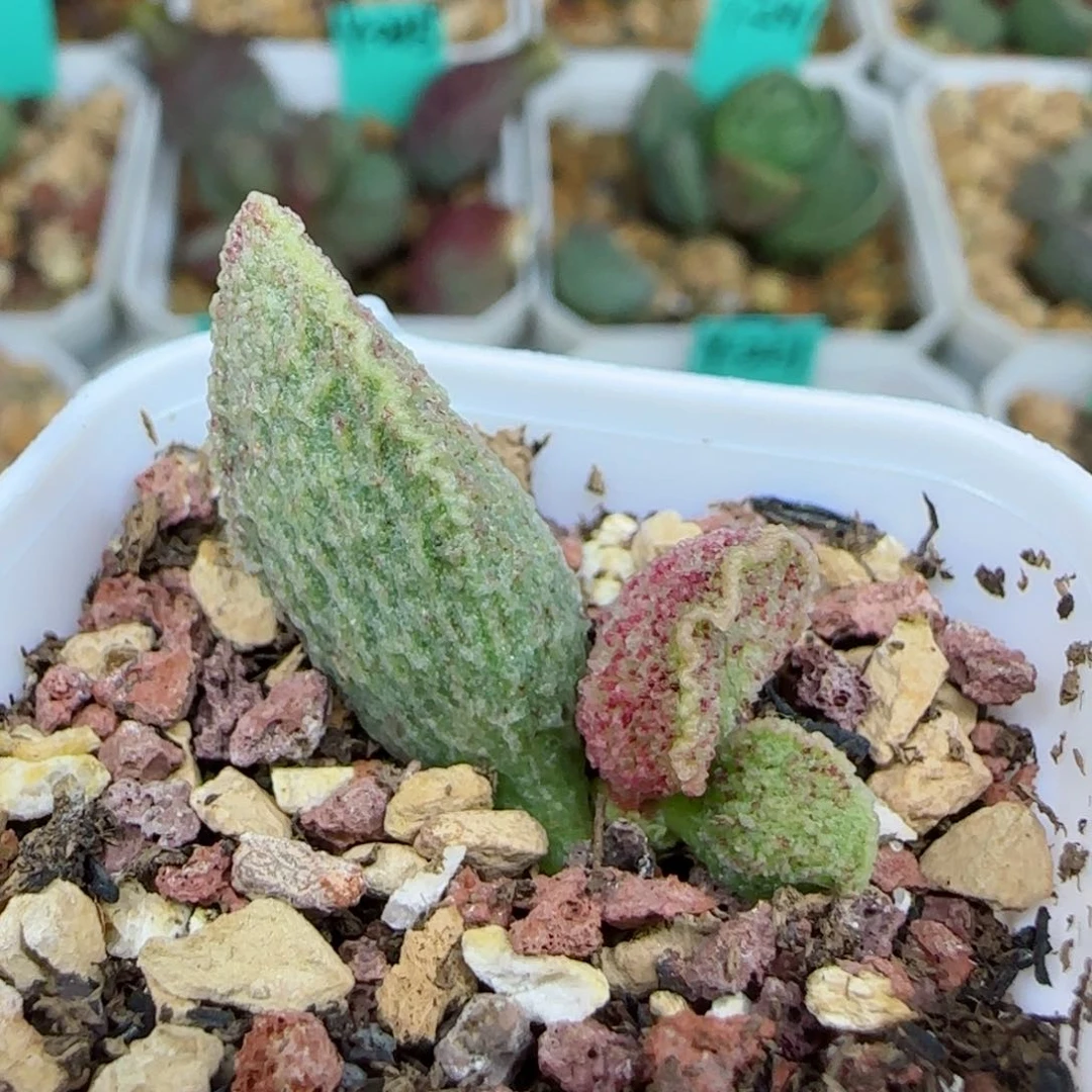 朱雀叶插，带盆发