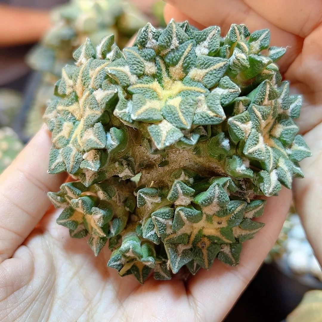 晚40号自根黑牡丹群根芽8公分