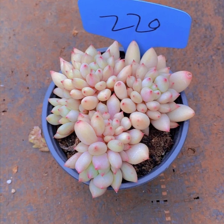 静*凌在家里面吃饭的吗