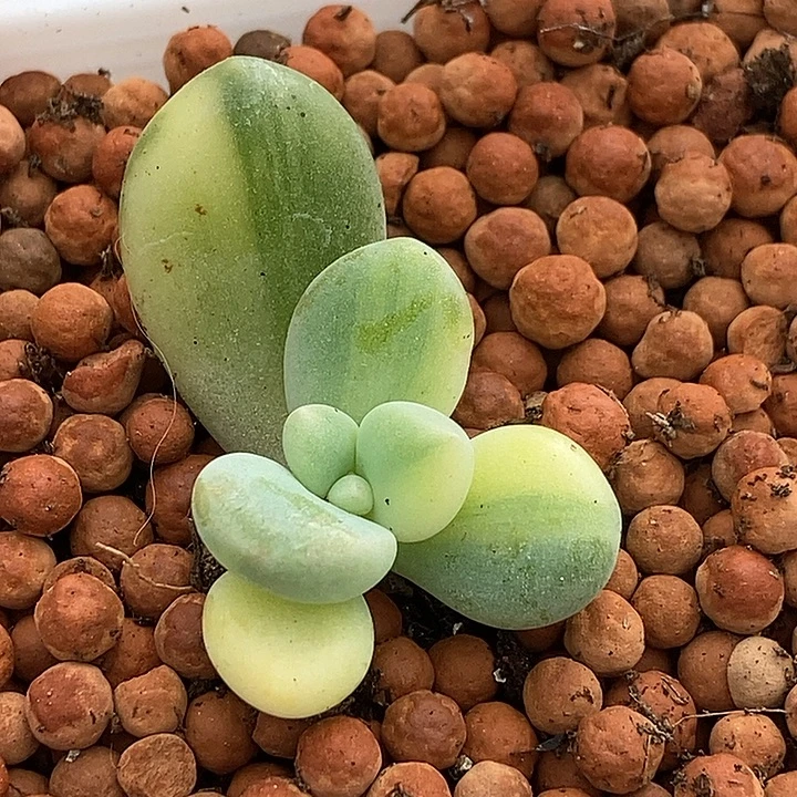 美人杂交锦多肉植物