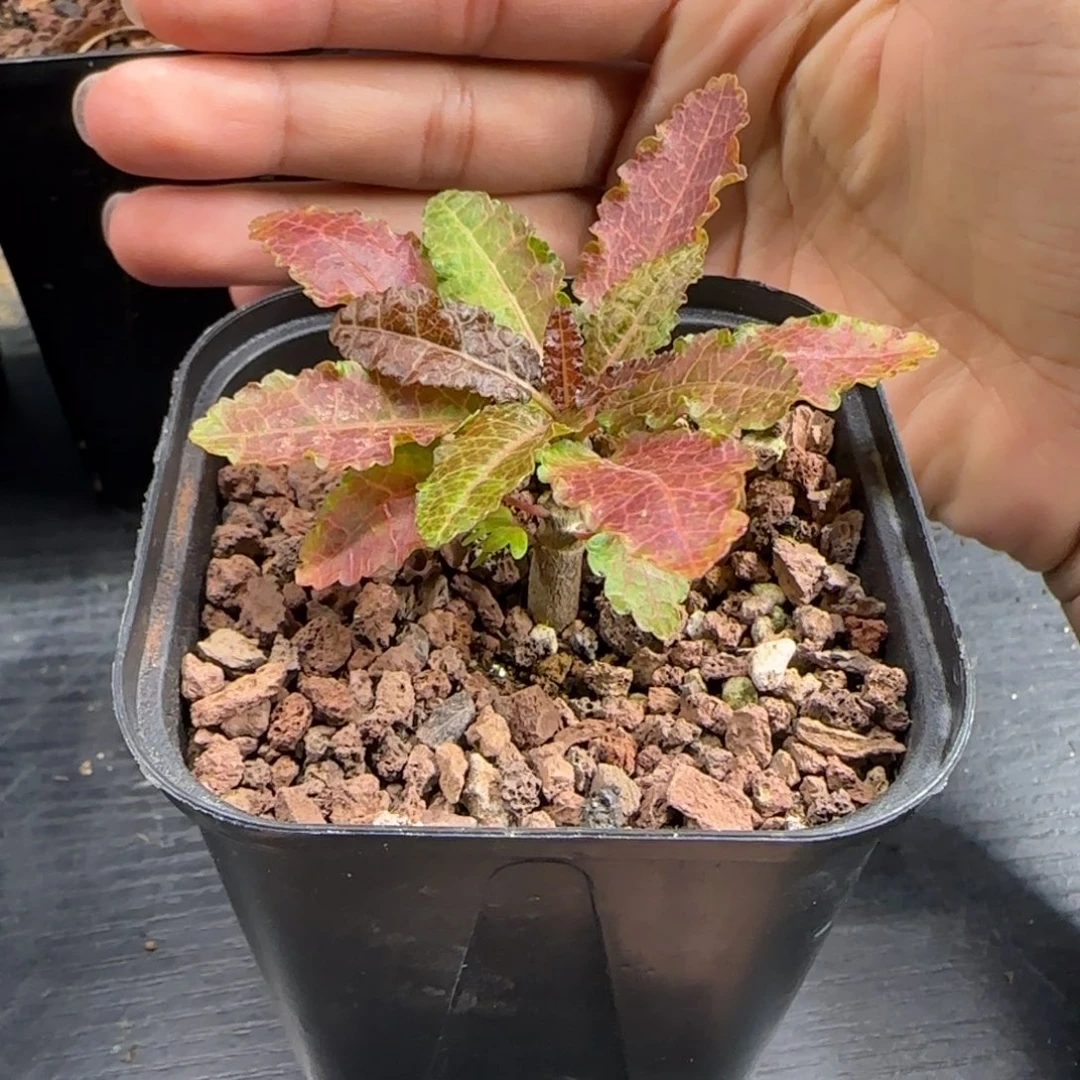 葉*煌娜娜乳香变异实生带盆