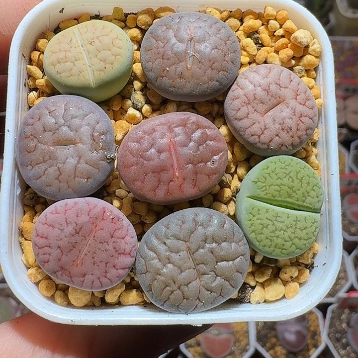 生石花1222222。  富贵套。  331