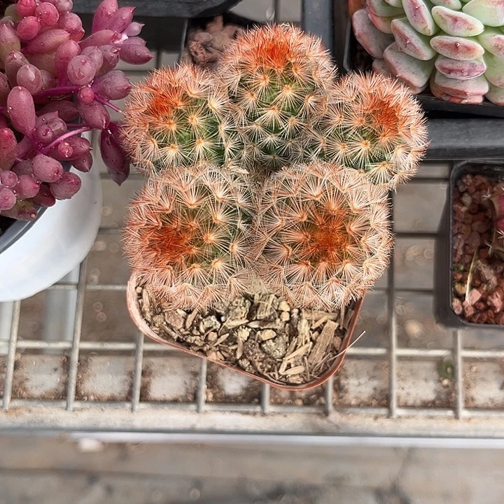 我也不知道我为什么要这样