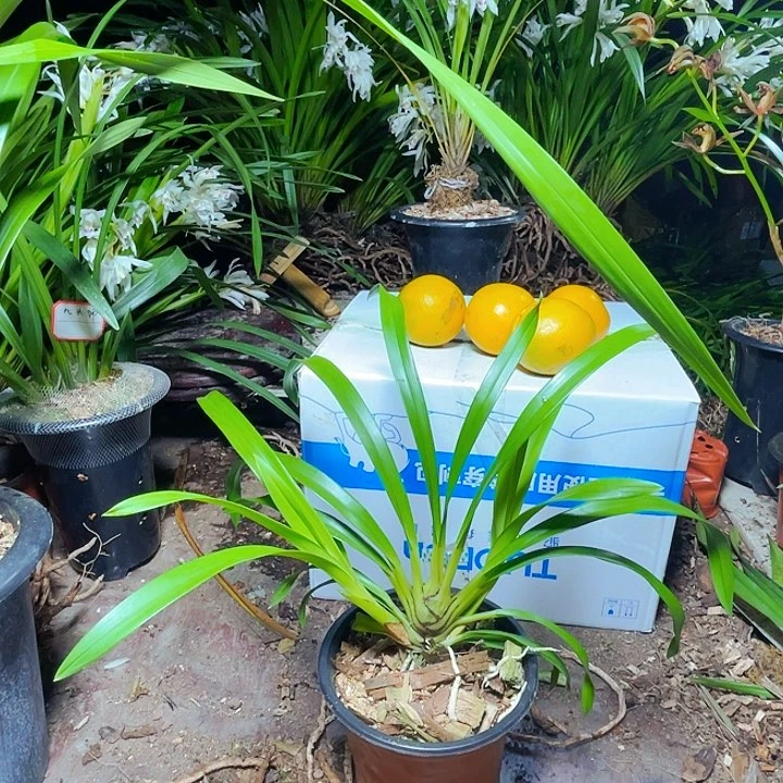 无花朵虎头兰虎头兰