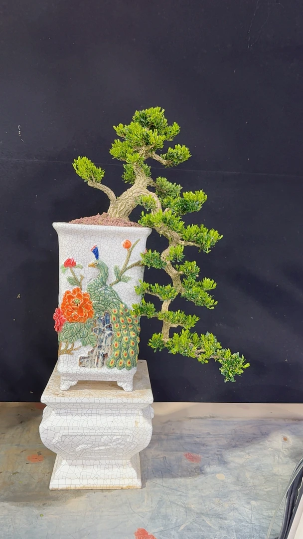 广东皱皮雀舌黄杨黄荆龙鳞罗汉松年功悬崖老桩四季常青高端盆景