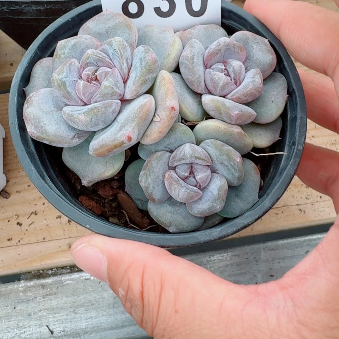 汉堡珍妮            精美多肉植物