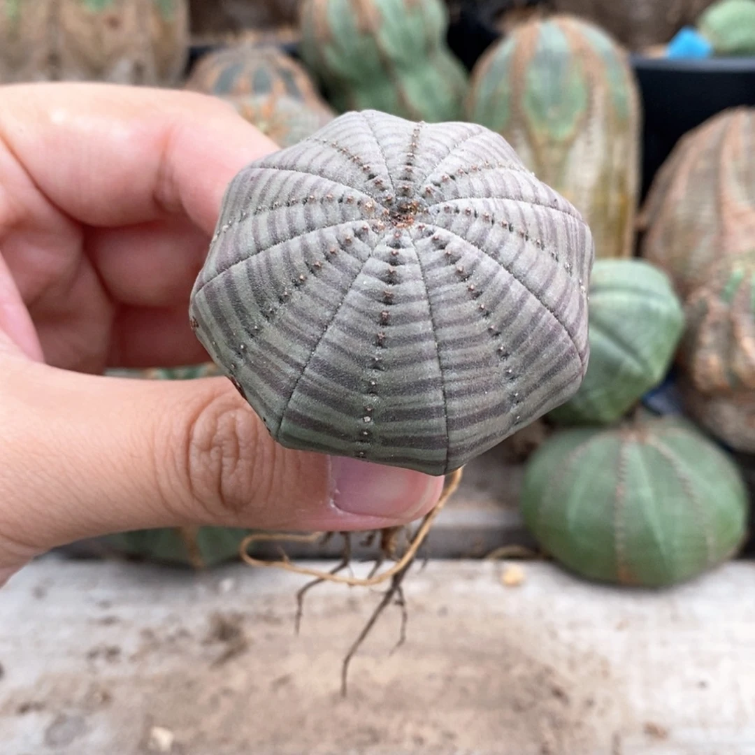 24 欧系实生布纹球多肉植物