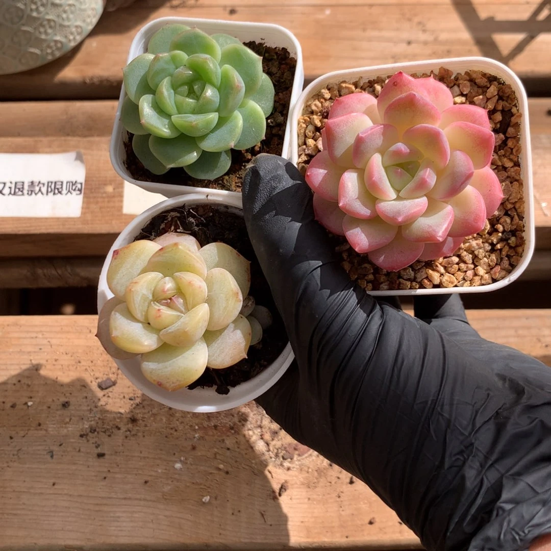 懒羊羊一物一拍3颗