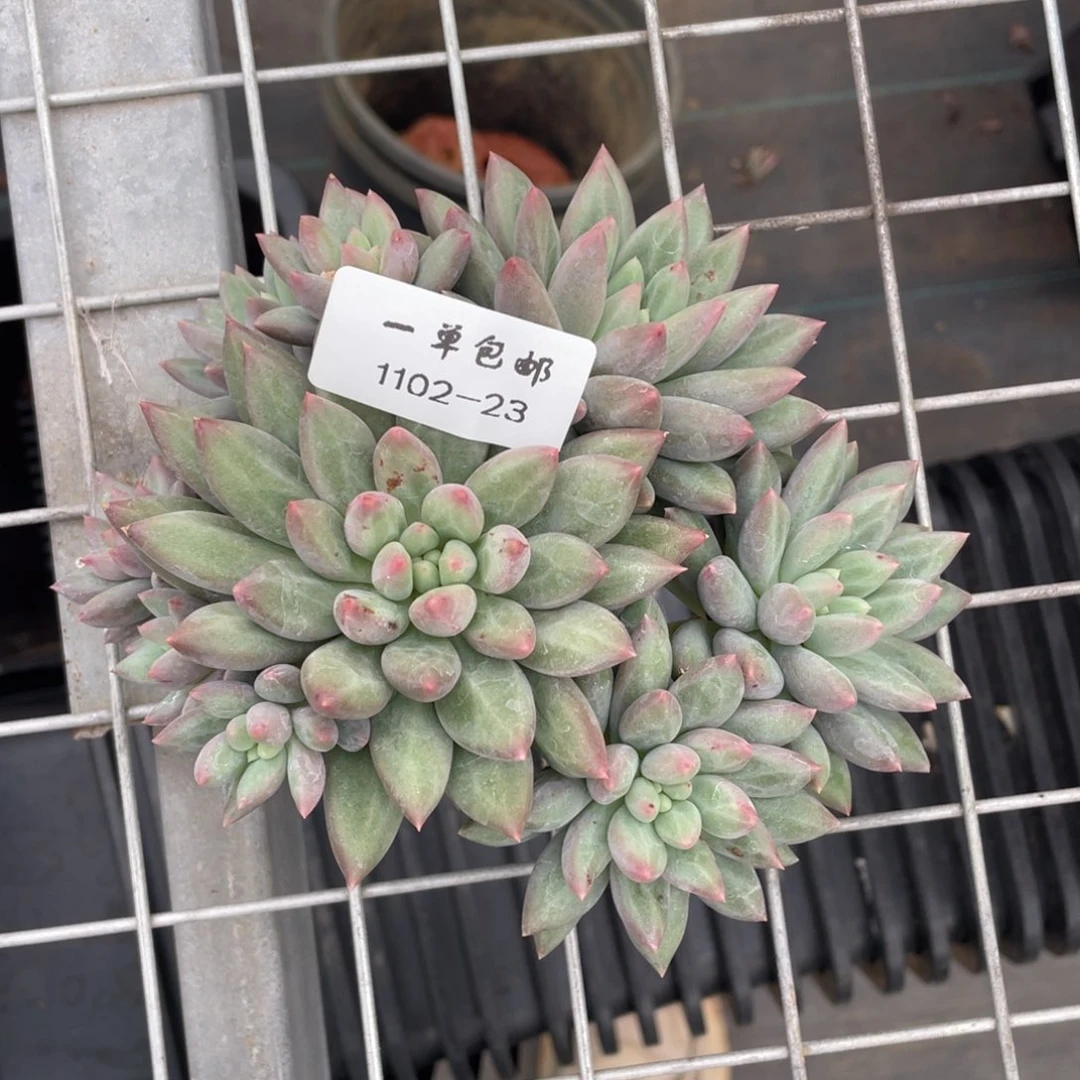 1102-23-米其林，，，，，，