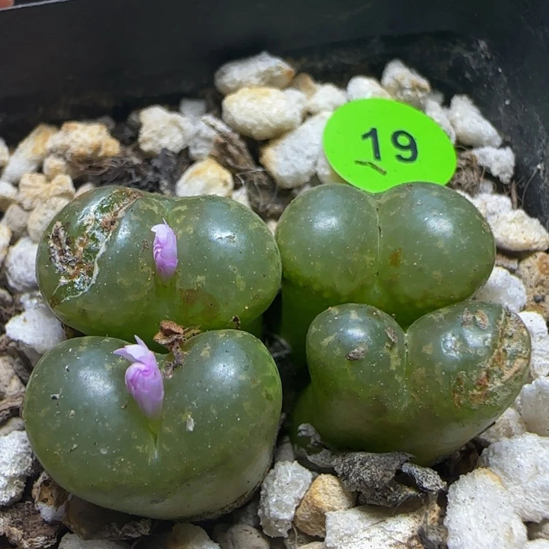 漂漂亮亮多肉植物19