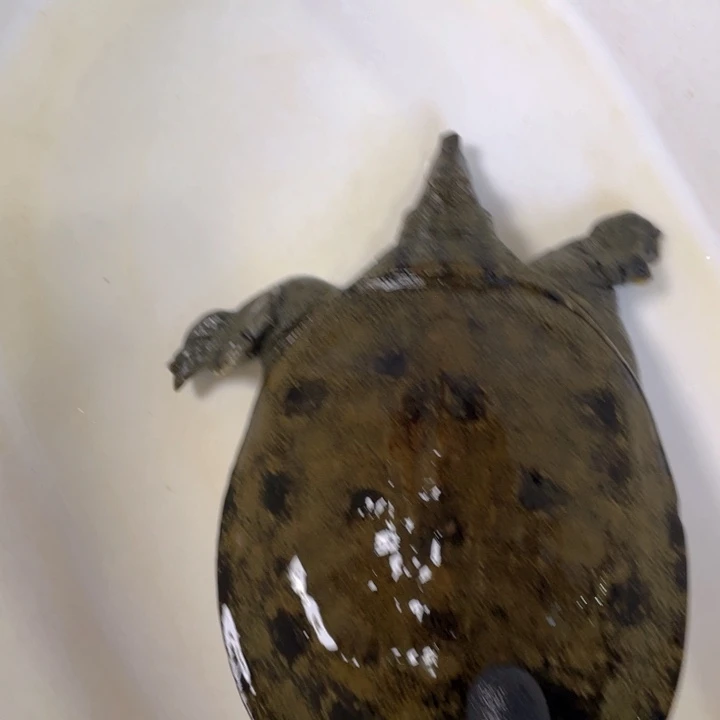 历***片中国大陆福利鱼包活不退换