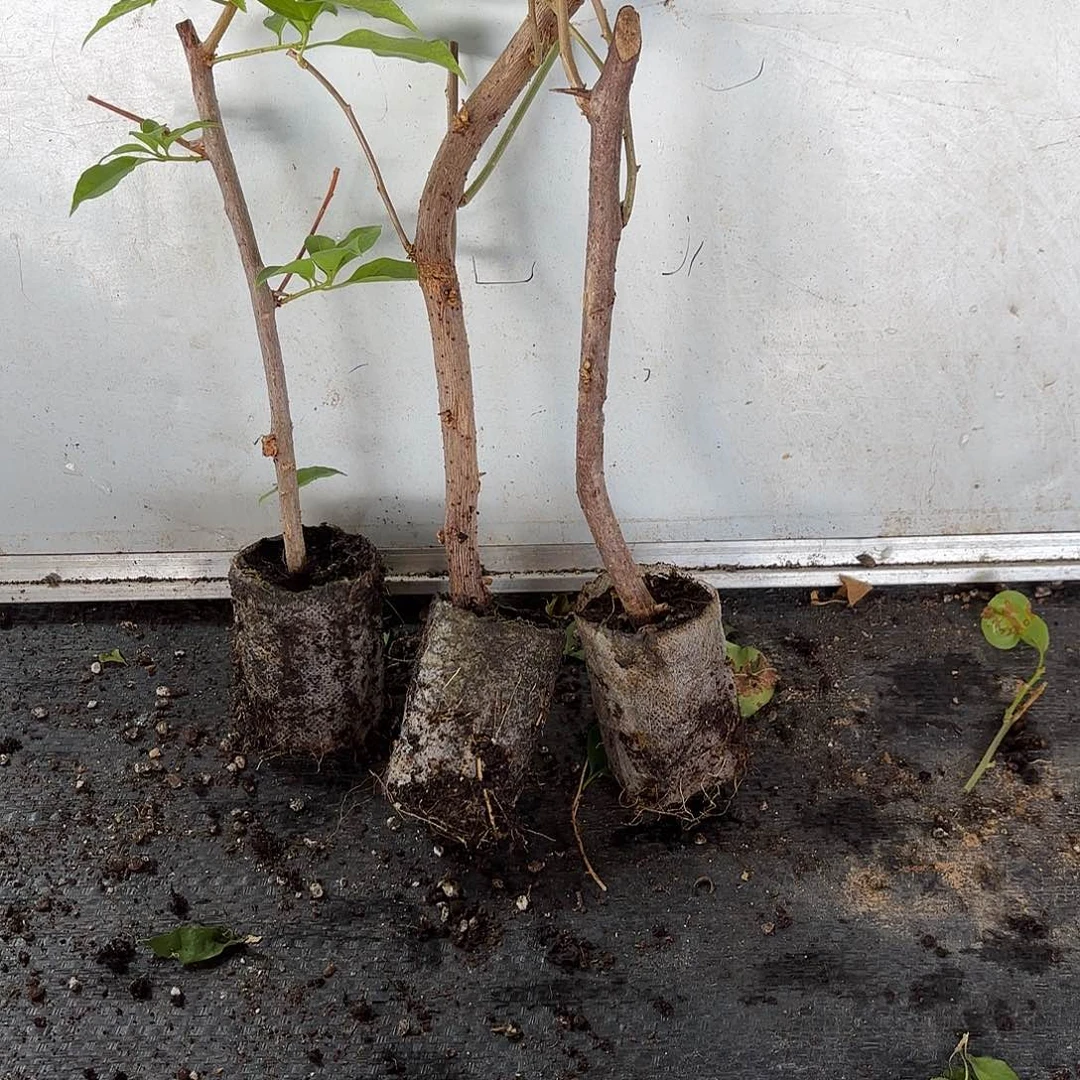 门***外无花朵袋苗盲盒三颗不包活10
