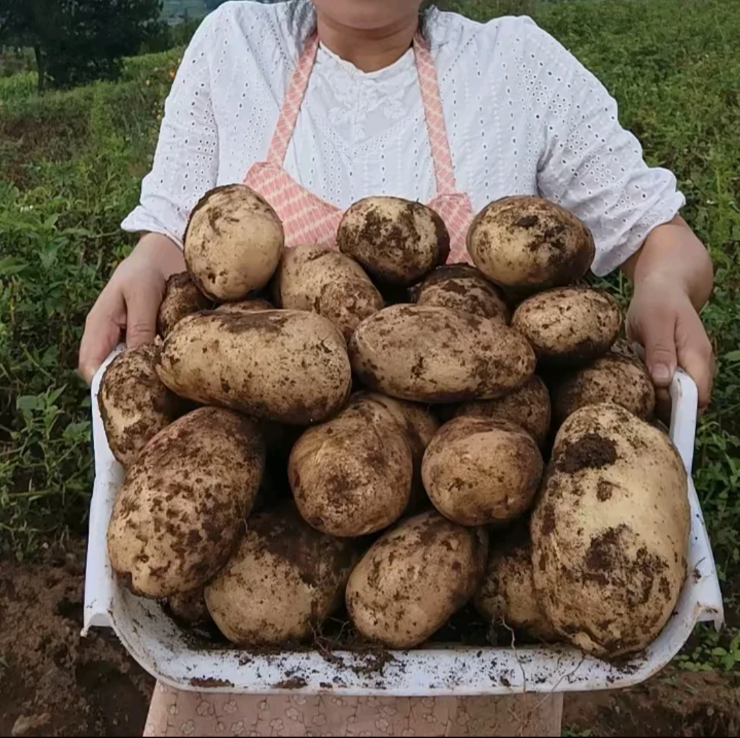 新鲜现挖沙糯粉面土豆当季蔬菜
