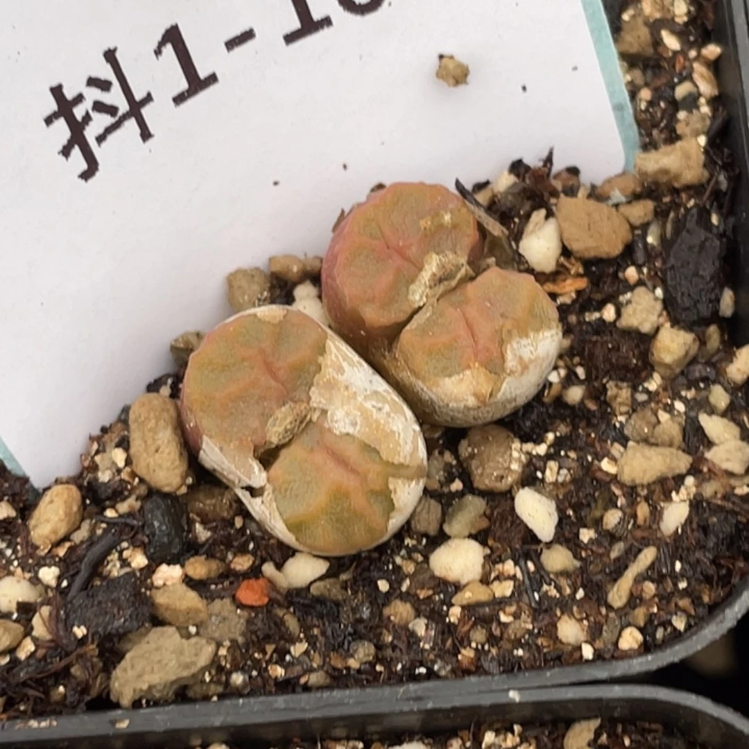 1-102烧麦多肉植物