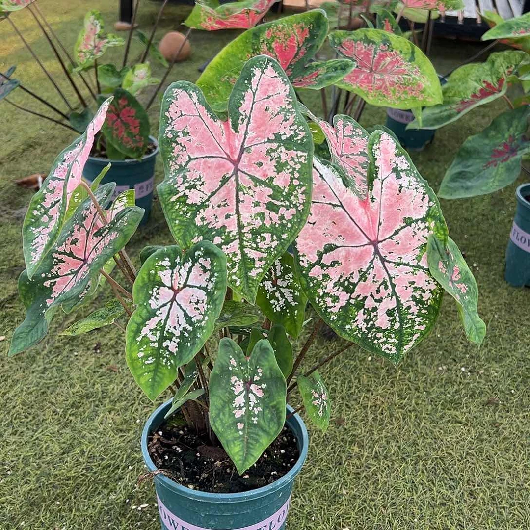 无花朵粉色飞溅彩叶芋13