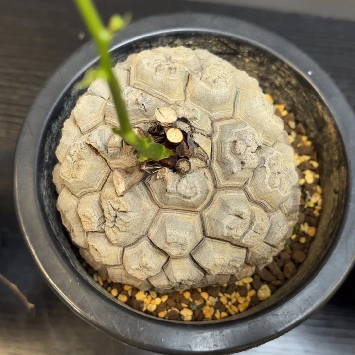 6号龟甲龙带盆包邮不退不换