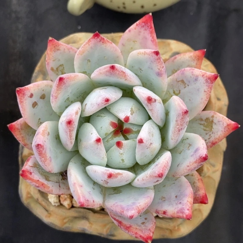 【闪购商品】单头卡