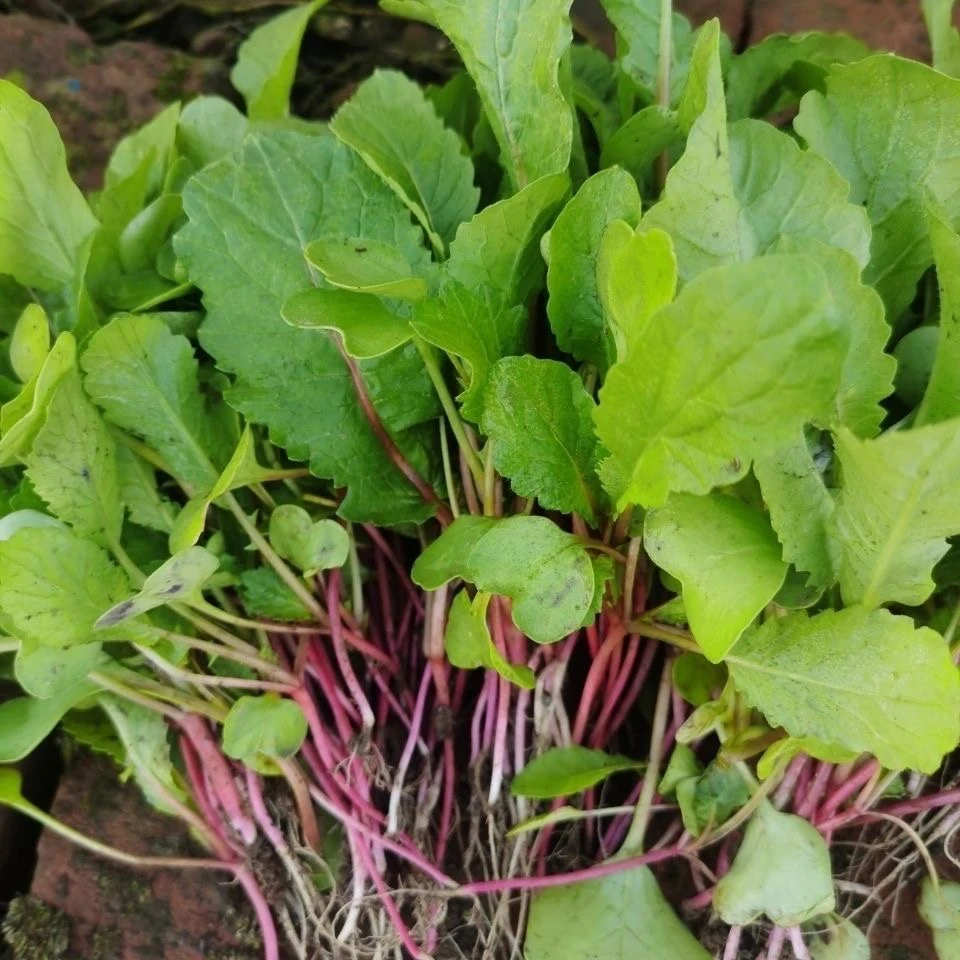 东北水萝卜蘸酱菜农家种植鲜嫩芽苗菜水萝卜苗顺丰包邮新鲜