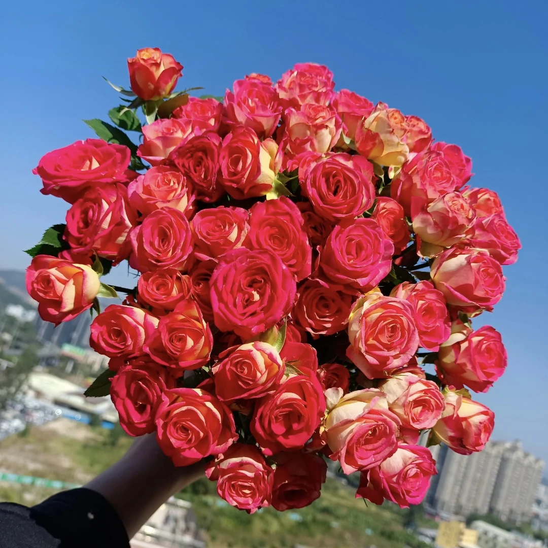 【爱丽丝玫瑰】云南鲜花鲜切花玫瑰花基地直销 新鲜现采