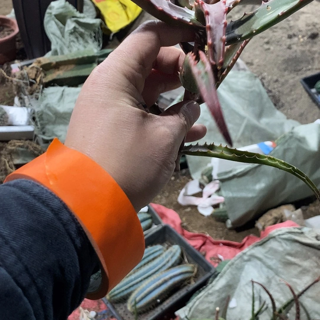 *****芦荟侧芽一个。