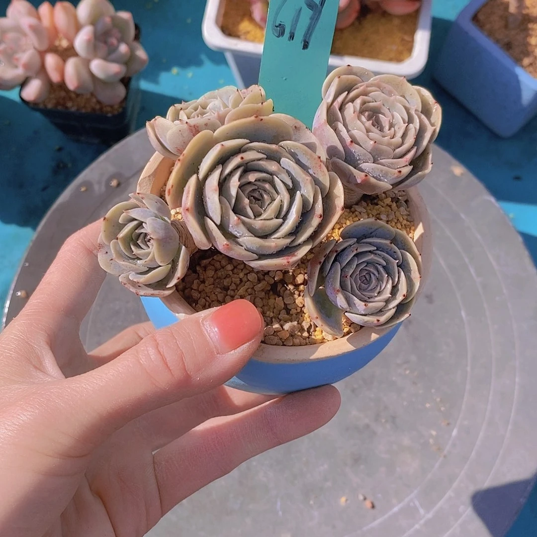 619多肉植物老桩