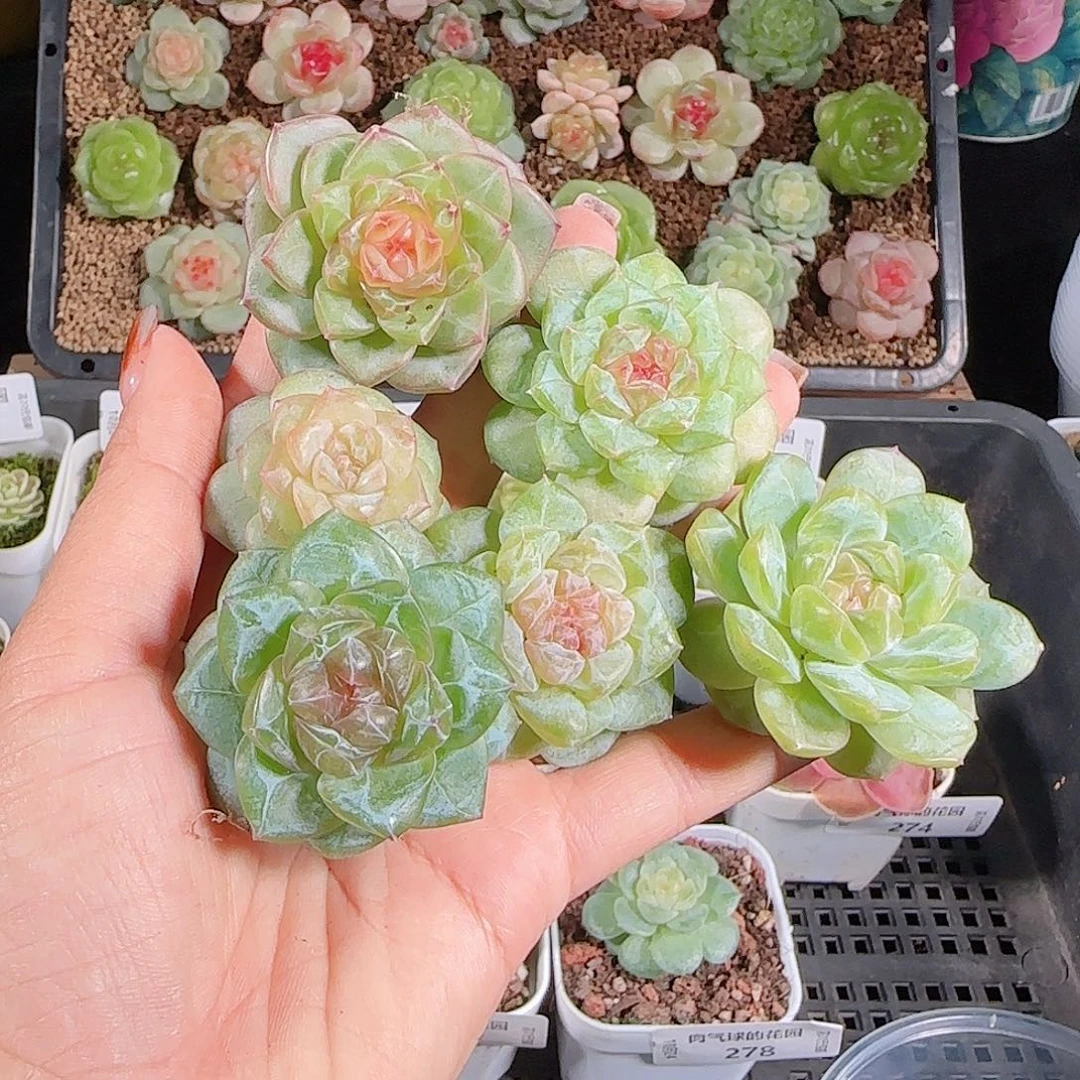 1024--279一物一拍