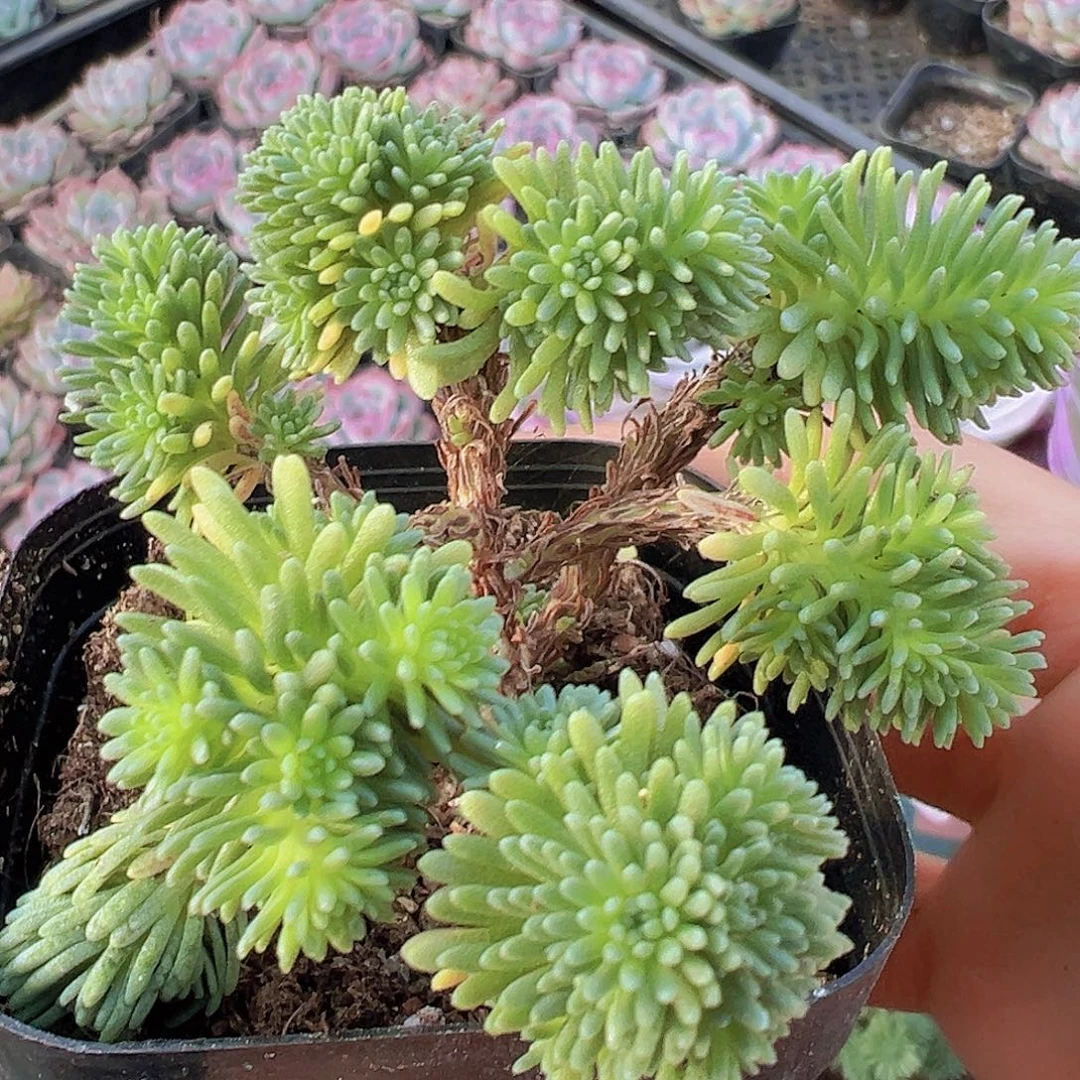 球松19包邮多肉植物