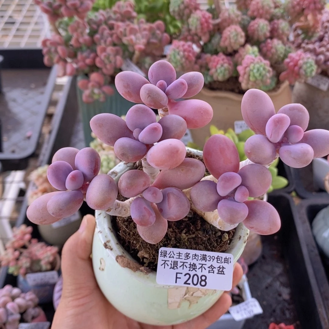 糖果桃蛋老桩12cm208多肉植物