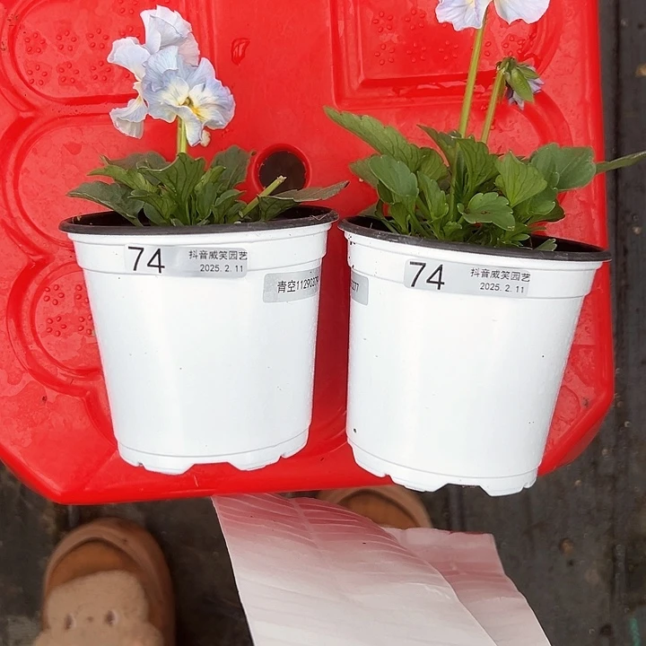 水晶抖音直播闪拍74