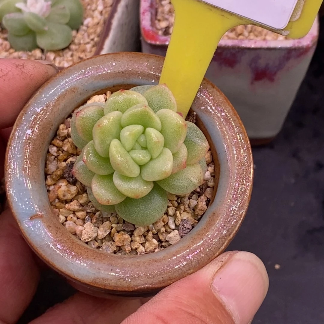 495冰玉黄锦单头福利